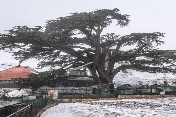 Bsharri Lebanon March 2020 Cedar Tree Cedars God Forest Bsharri — Stockfoto