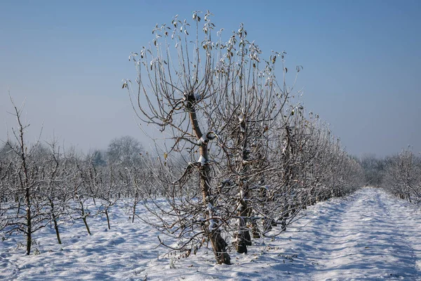 Apple Gyümölcsöskert Télen Rogow Faluban Lodz Tartományban — Stock Fotó