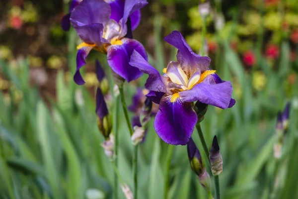 Close Violet Iris Flowers — Photo
