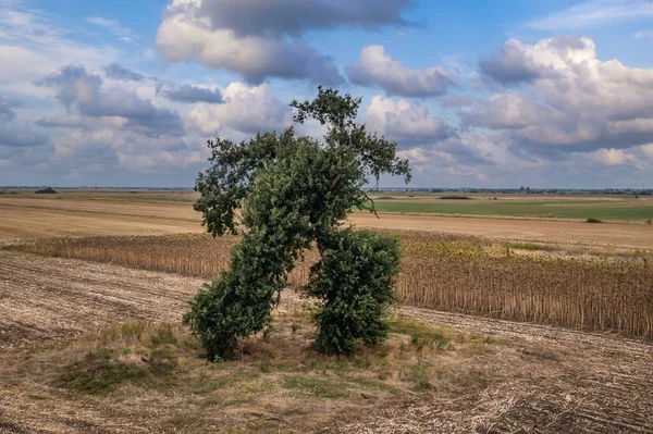 Laufender Baum Ungewöhnlich Geformter Baum Den Rändern Der Provinzen Sliven — Stockfoto