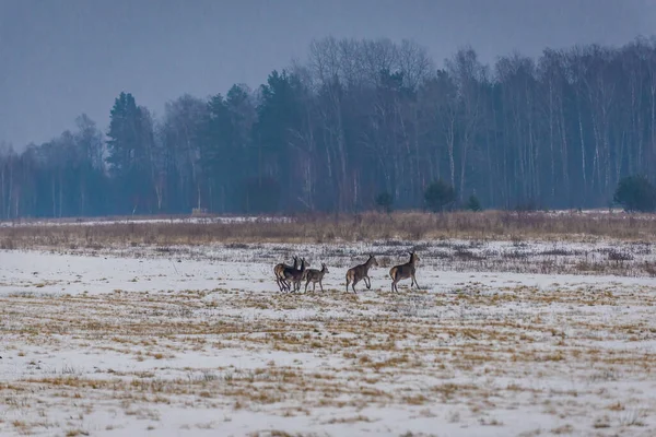 Roe Deers Field Winter Podlasie Region Poland — Photo
