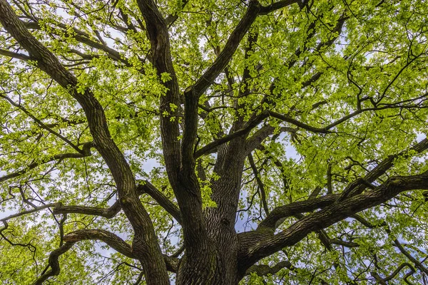 ポーランド南部のPszczyna町の公園のオークの木 — ストック写真