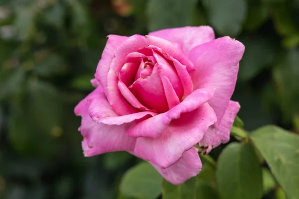 Pink Damascena Rose Damascena Complex Rose Valley Bulgaria — Stock Photo, Image