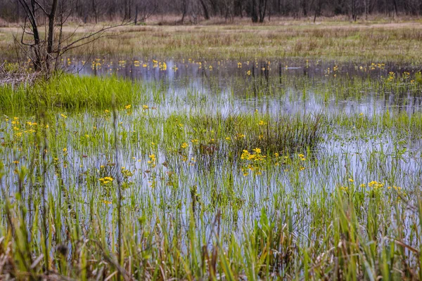 Marsh Marigolds Een Overstroomde Weide Wegrow County Regio Masovia Polen — Stockfoto