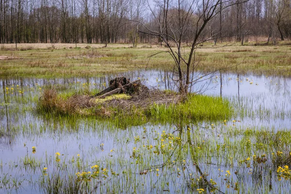 Marais Soucis Sur Une Prairie Inondée Dans Comté Wegrow Région — Photo