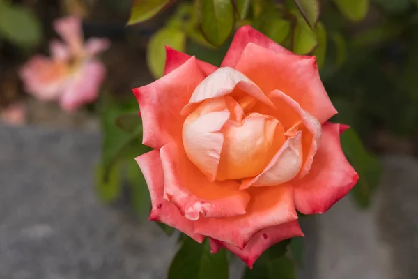 Orange Damascena Rose Damascena Complex Rose Valley Bulgaria — Stock Photo, Image