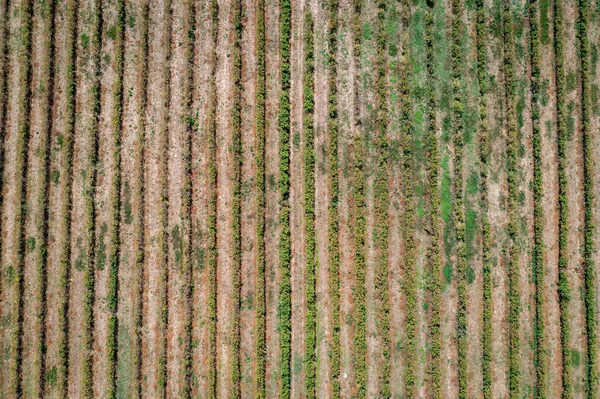 Vysokoúhlá Fotografie Komplexu Damascena Rose Valley Bulharsku — Stock fotografie