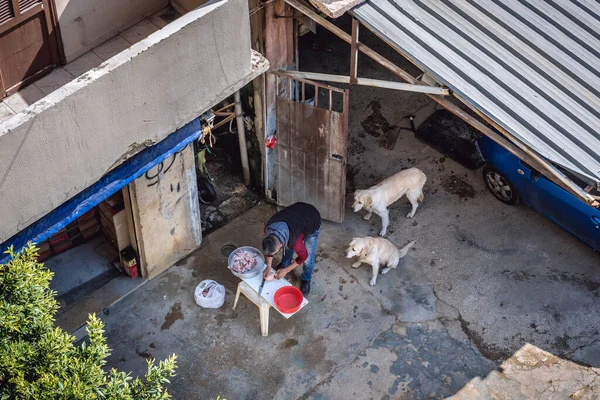 レバノンのシン フィル 2020年3月7日 シンエルの犬ベイルート市の東の郊外を埋める — ストック写真