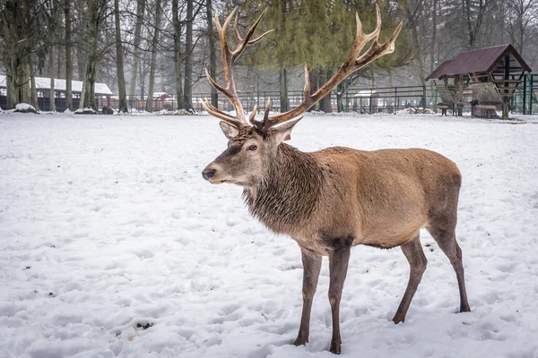 Bialowieza Pologne Janvier 2018 Cerfs Dans Parc Animalier Dans Village — Photo