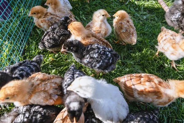 Free Range Chickens Farmyard Mazowsze Region Poland — Stockfoto
