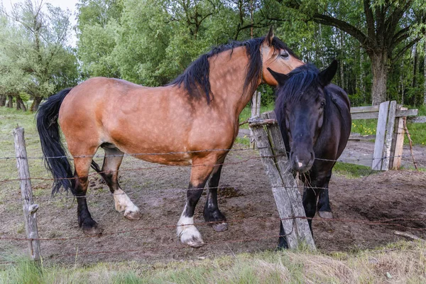 Koně Ohradě Venkovské Oblasti Mazowsze Polsko — Stock fotografie