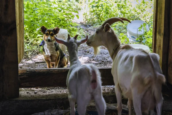 Dog Goats Barn Rural Area Mazowsze Region Poland — стоковое фото