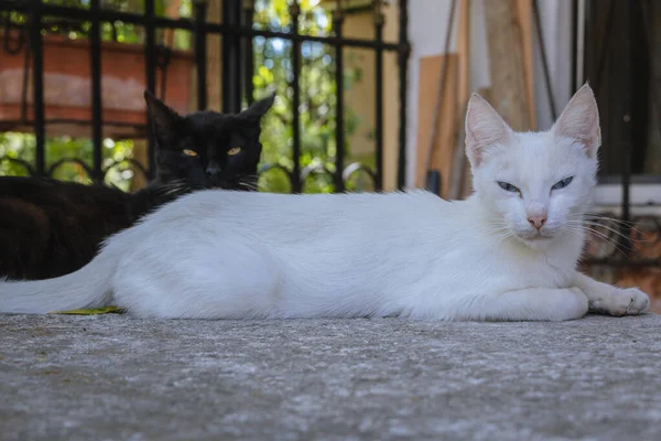 Білі Чорні Кішки Стіні Місті Корфу Острів Корфу Греція — стокове фото