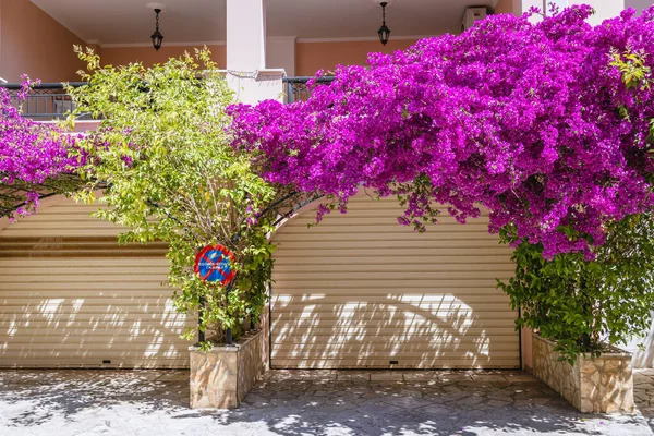 Гаражи Цветы Городе Корфу Остров Корфу Греция — стоковое фото