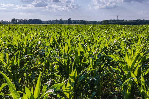 Maize Field Mazowsze Region Poland — Stock Photo, Image