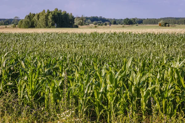Maize Field Wegrow County Masovia Region Poland — Stock Photo, Image