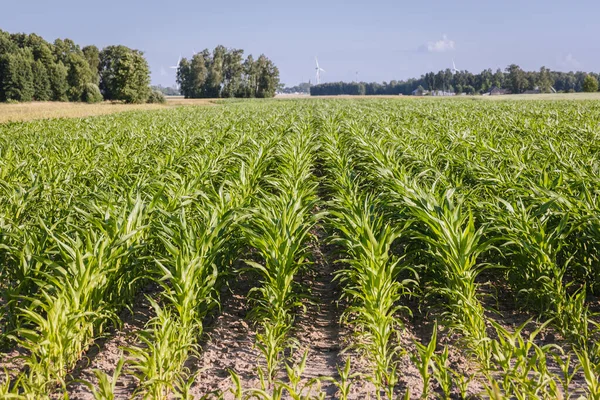 Maize Field Jaczew Village Mazowsze Region Poland — Stock Photo, Image