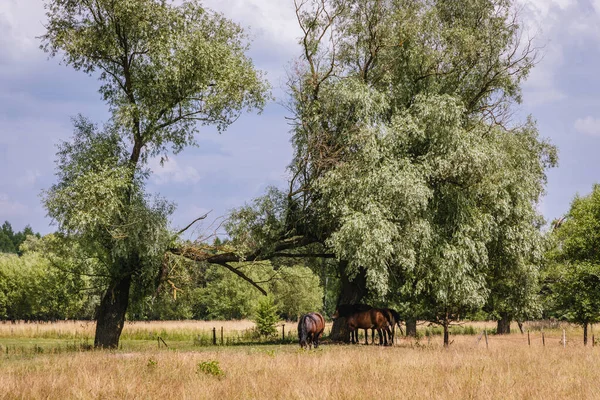Horses Jaczew Mazowsze Region Poland — Stockfoto