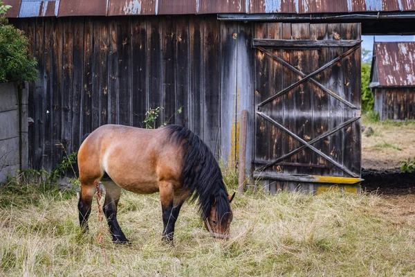 Horse Front Barn Mazowsze Region Poland — Zdjęcie stockowe