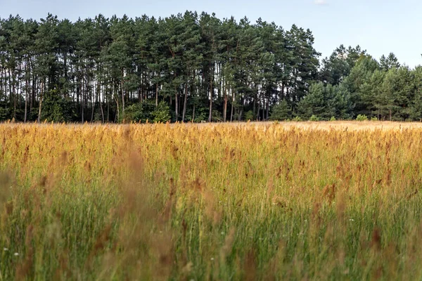 Field Sorrel Meadow Wegrow County Mazowsze Region Poland — Foto de Stock