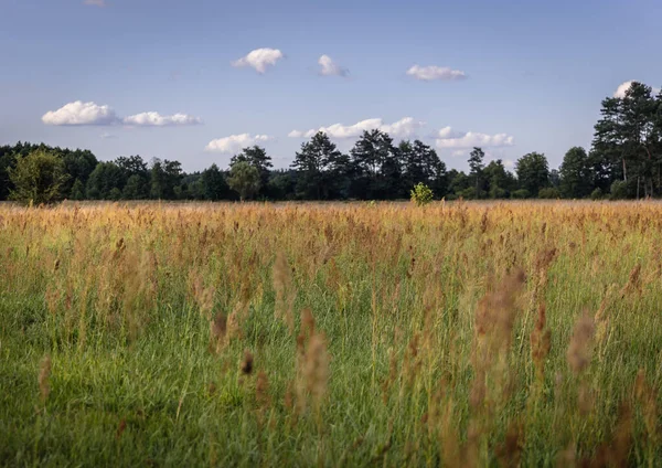 Field Sorrel Meadow Wegrow County Mazowsze Region Poland — Foto de Stock