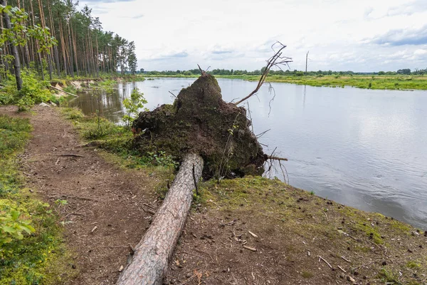 Tree Bank River Bug Szumin Village Mazowsze Region Poland — Foto de Stock