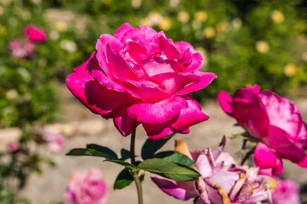 Rose Roses Garden Palace Park Botanic Garden Balchik City Bulgaria — Stock Photo, Image