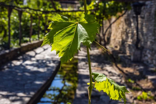 Grape leaves in Palace park and Botanic garden in Balchik city, Bulgaria