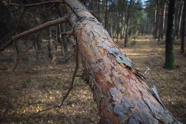 Fallen Tree Forest Skierniewice City Lodz Province Poland — Photo