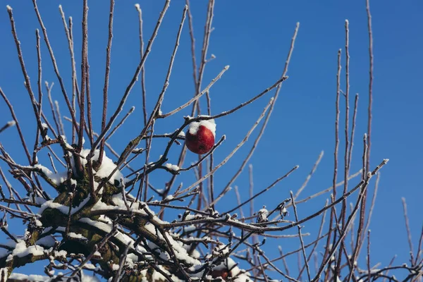 Apple Tree Covered Snow Winter Lodz Region Poland — Zdjęcie stockowe