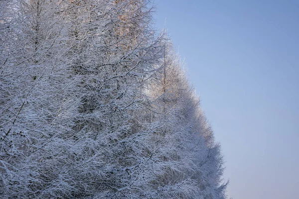 Trees Covered Frost Rogow Village Lodz Province Poland — Photo