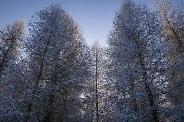 Winter Frost Rogow Village Lodz Province Poland — Foto de Stock