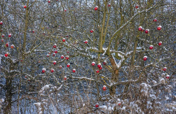 Trees Apple Orchard Rogow Village Lodz Province Poland — 图库照片