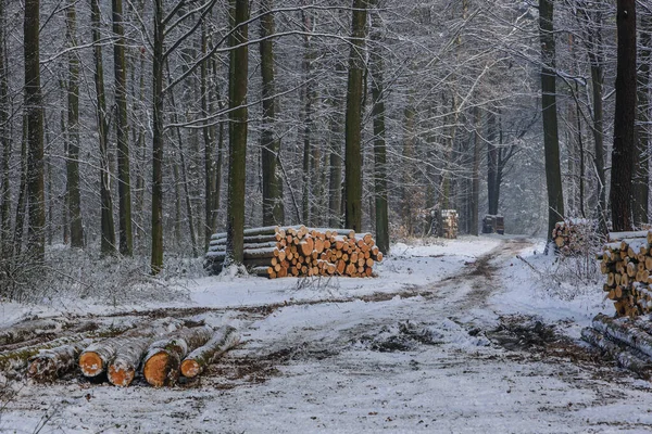 Heap Timber Forest Rogow Village Lodz Province Poland — Zdjęcie stockowe