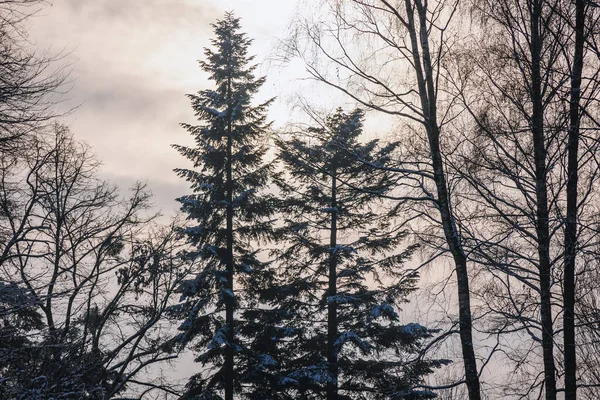 Coniferous Trees Winter Rogow Village Lodz Province Poland — Foto de Stock