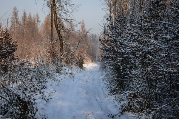 Forest Road Winter Rogow Lodz Province Poland — Photo