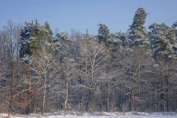 Trees Covered Frost Winter Rogow Village Lodz Province Poland — Fotografia de Stock