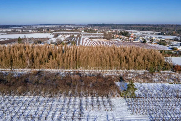 Drone Photo Apple Orchards Winter Rogow Village Lodz Province Poland — Zdjęcie stockowe