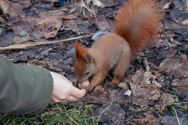 Red Squirrel Szczesliwice Park Ochota District Warsaw Poland — Zdjęcie stockowe