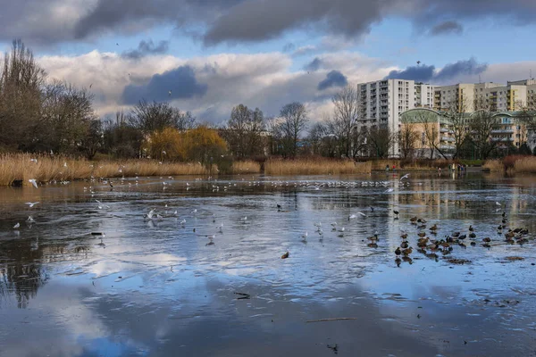 Winter Szczesliwice Park Ochota District Warsaw Poland — Stockfoto