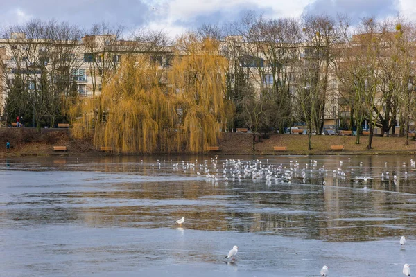 View Pond Szczesliwice Park Ochota District Warsaw Poland — Stockfoto