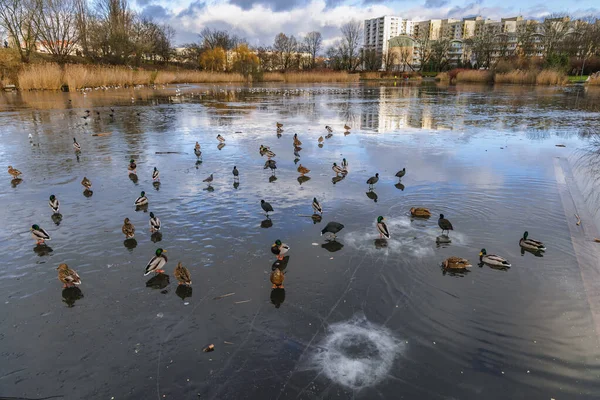 Ducks Szczesliwice Park Ochota District Warsaw Poland — Stock Photo, Image