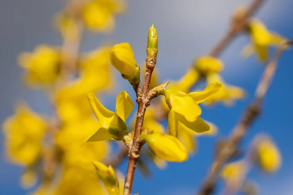 Детали Весеннего Цветения Растения Forsythia Саду — стоковое фото