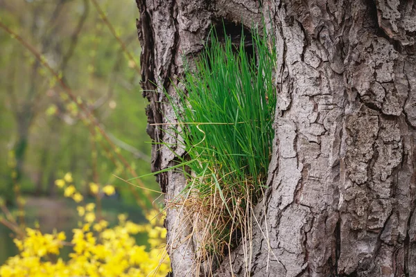 Tree Lazienki Royal Baths Park Warsaw City Poland — Stockfoto