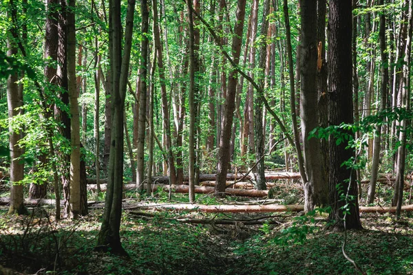 Kabaty Woods Лесопарк Городе Уорсоу Польша — стоковое фото