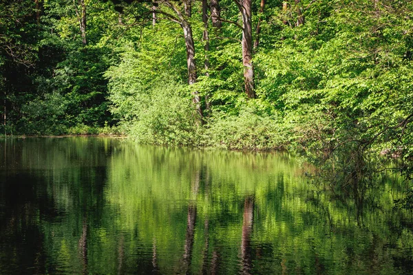 Pond Kabaty Woods Woodland Park Warsaw City Poland — Foto de Stock