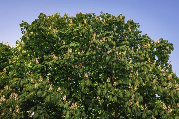 Spring Leaf Horse Chestnut Tree Poland — ストック写真