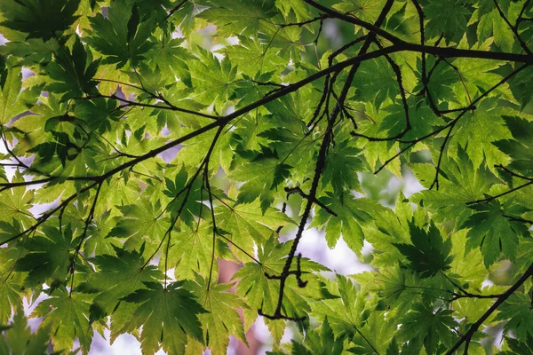 Acer palmatum - Japanese maple tree leaves