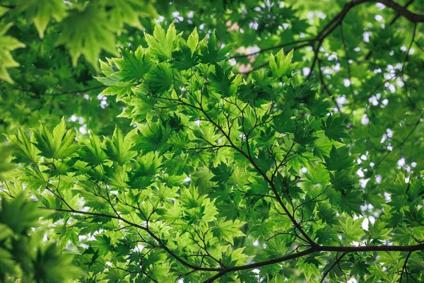 Green leaves of Japanese maple tree - Acer palmatum