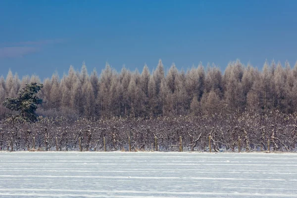 Arbres Couverts Givre Pendant Hiver Roagara Pologne — Photo